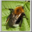 Bombus hypnorum - Baumhummel 06.jpg